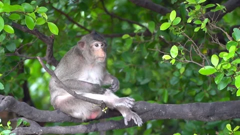 Monkeys on a tree, Long-tailed Macaque, The crab-eating macaque Stock Footage 289271925