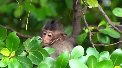 Monkeys on a tree, Long-tailed Macaque, The crab-eating macaque Stock Footage 289271933