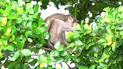 Monkeys on a tree, Long-tailed Macaque, The crab-eating macaque Stock Footage 289271953