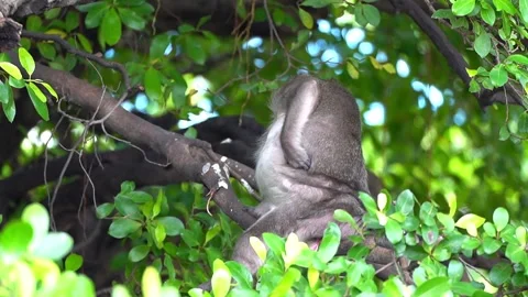 Monkeys on a tree, Long-tailed Macaque, The crab-eating macaque Stock Footage 289271961