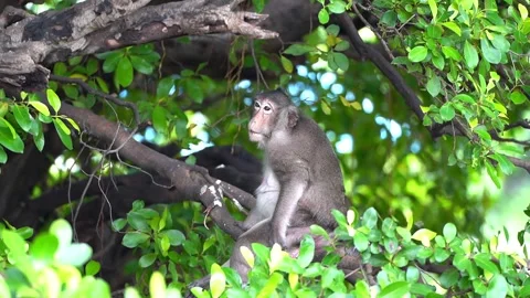 Monkeys on a tree, Long-tailed Macaque, The crab-eating macaque Stock Footage 289271964