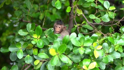 Monkeys on a tree, Long-tailed Macaque, The crab-eating macaque Stock Footage 289271967