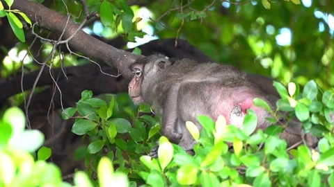 Monkeys on a tree, Long-tailed Macaque, The crab-eating macaque Stock Footage 289271972