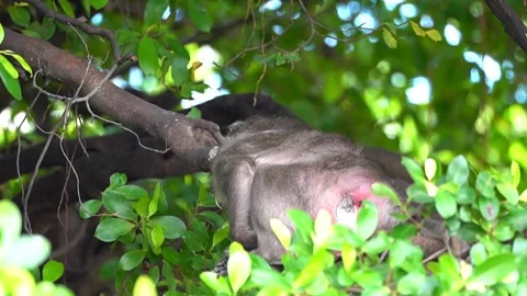 Monkeys on a tree, Long-tailed Macaque, The crab-eating macaque Stock Footage 289271979