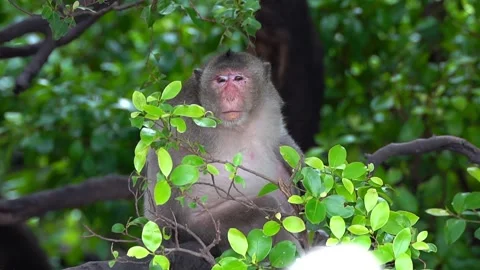 Monkeys on a tree, Long-tailed Macaque, The crab-eating macaque Stock Footage 289271984