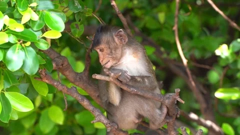 Monkeys on a tree, Long-tailed Macaque, The crab-eating macaque Stock Footage 289271993