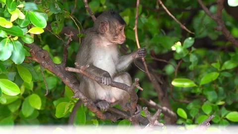 Monkeys on a tree, Long-tailed Macaque, The crab-eating macaque Stock Footage 289271995