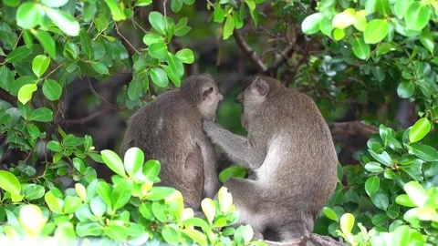 Monkeys on a tree, Long-tailed Macaque, The crab-eating macaque Video stock 289272007