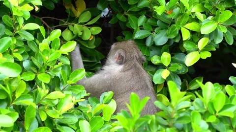 Monkeys on a tree, Long-tailed Macaque, The crab-eating macaque Stock Footage 289272011