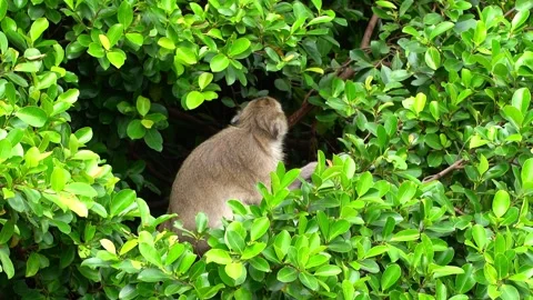 Monkeys on a tree, Long-tailed Macaque, The crab-eating macaque Stock Footage 289272014