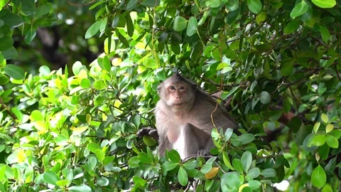 Monkeys on a tree, Long-tailed Macaque, The crab-eating macaque Stock Footage 289272024