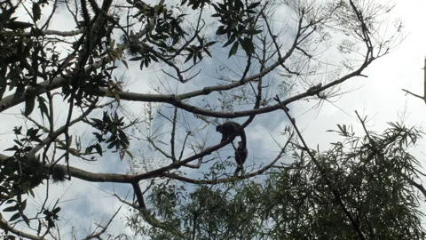 Monkeys on tree over blue sky in Brazilian rainforest 動画素材 209300160