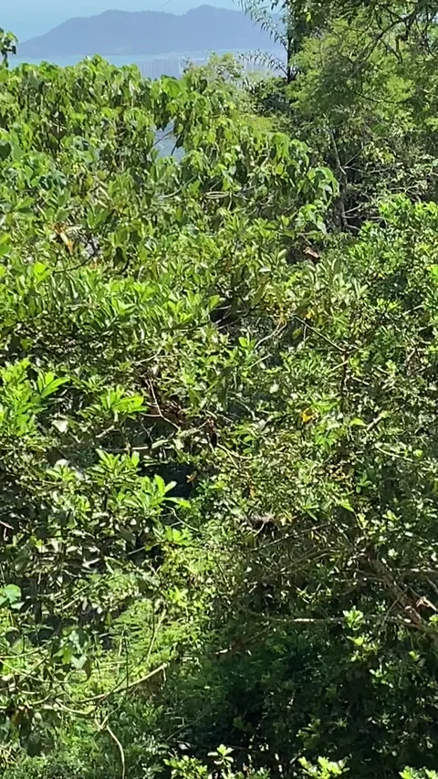 Monkeys on a tree in Penang Island Stock Footage 343557579