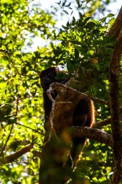 Monkeys in tree Stock Photos