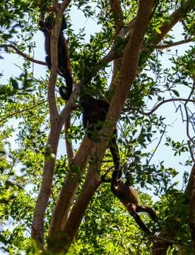 Monkeys in tree Stock Photos