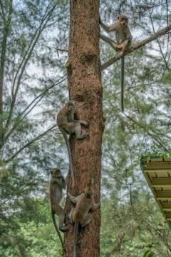 Monkeys in a tree Stock Photos