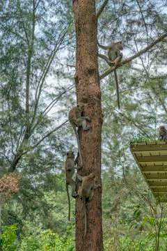 Monkeys in a tree Stock Photos