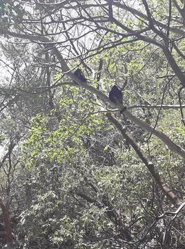 Monkeys on a tree Stock Photos
