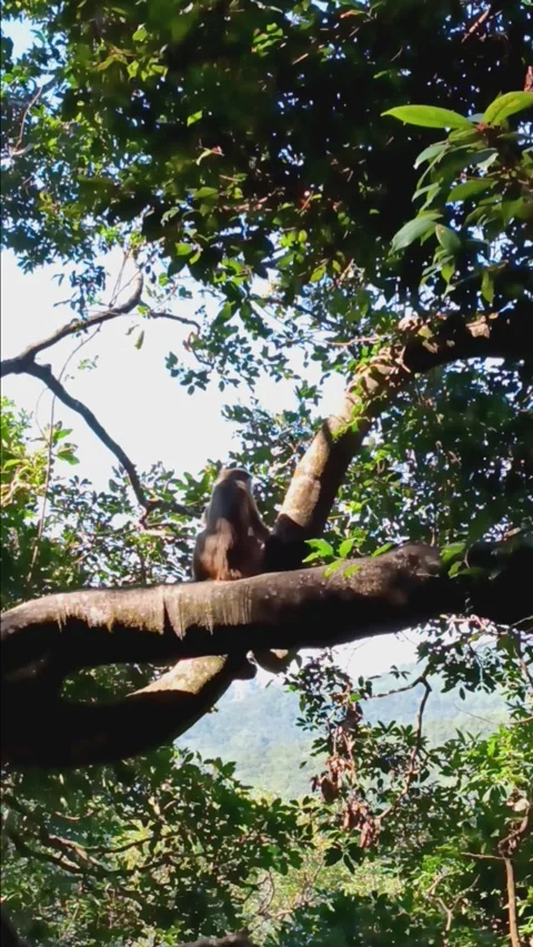 Monkeys on trees in Monkeys Mountain Stock Footage 297954589