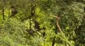 Monkeys in the tropical forest of Sri Lanka HD Footage