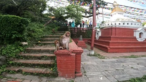 Monkeys walk around the grounds of the Monkey Temple. A family of wild monke Video stock 329769532