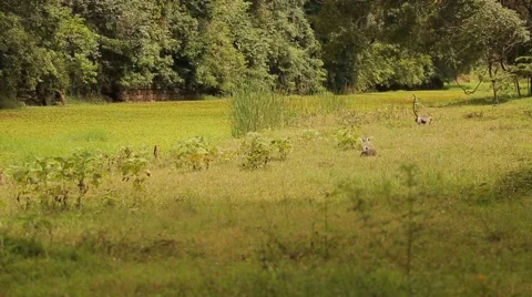 Monkeys walking and jumping in the grass in Sri Lanka Stock Footage 49364771