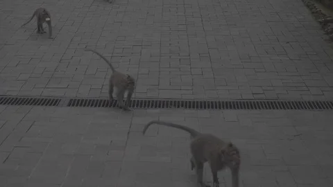 Monkeys walking, Bali Stock Footage 129077969