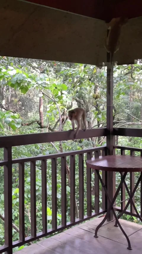 Monkeys walking in the railing of the balcony in a tree house of a resort Stock Footage 338166515