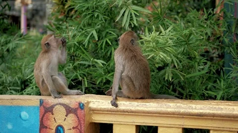 Monkeys walking, sitting, and interacting on a brightly painted railing with Stock Footage 296996974