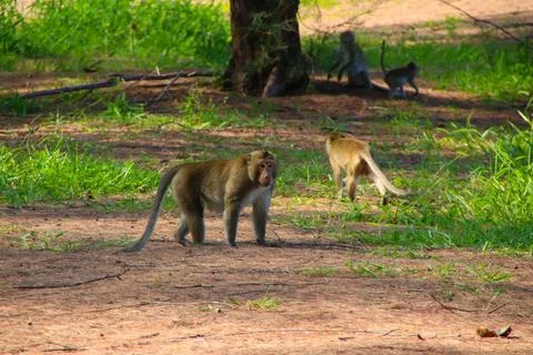 Monkeys walking through the grass. Stock-Fotos