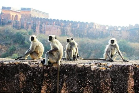 Monkeys on the Wall Stock Photos