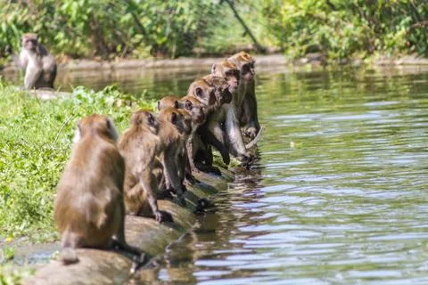 Monkeys watching Stock Photos