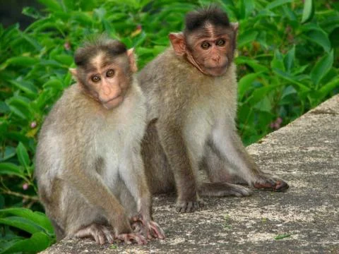 Monkeys watching Stock Photos