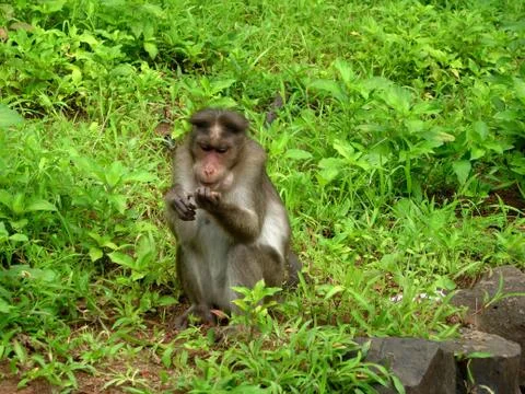 Monkeys watching Stock Photos