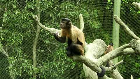 Monkeys wild Eat Food. Monkey Forest In Nature Spontaneously Beautiful Monkeys Stock Footage 221209543