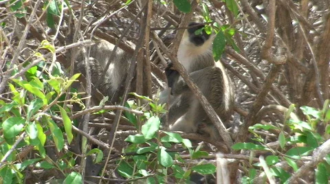 Monkeys in the Wild Stock Footage 435814
