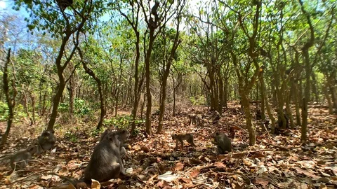 Monkeys in the wild in the forest, sitting on fallen leaves on the ground. Stock Footage 122126077