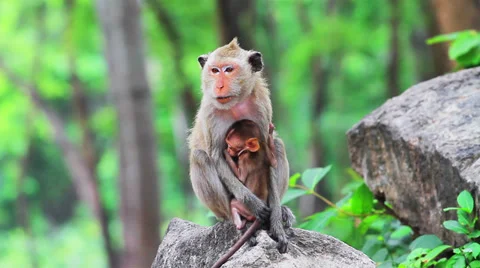 Monkeys in the wild nature Video stock 37758487