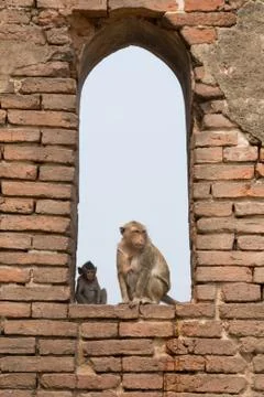 Monkeys in the Window Stock Photos