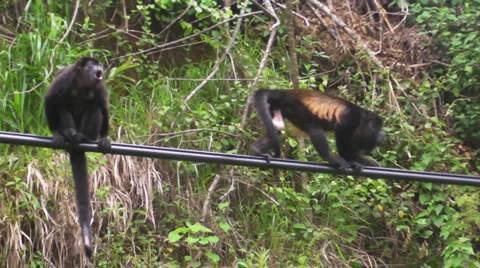 Monkeys on wires Stock Footage 888629