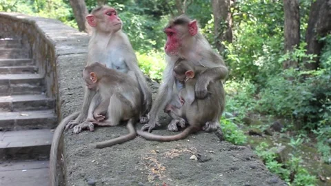 Monkeys with young ones Stock Footage 208331099