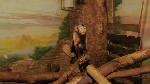 Monkeys in the zoo enclosure Stock Footage 160342854