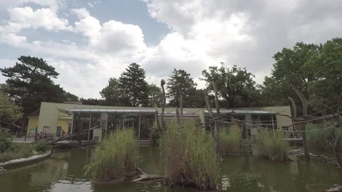 Monkeys in zoo Stock Footage 83621357