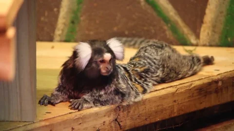 Monkeys in the zoo Stock Footage 84991388