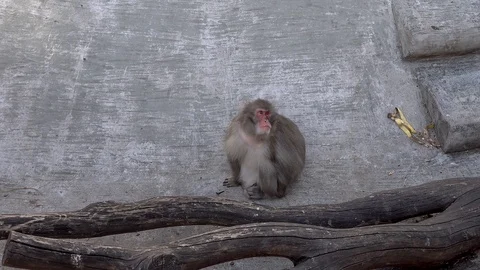 Monkeys in the zoo Stock Footage 90823669