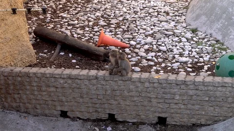 Monkeys in the zoo Vidéo 90823953