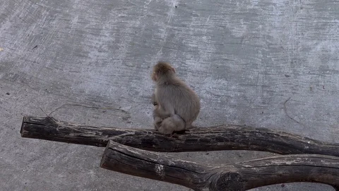 Monkeys in the zoo 스톡 동영상 90824074