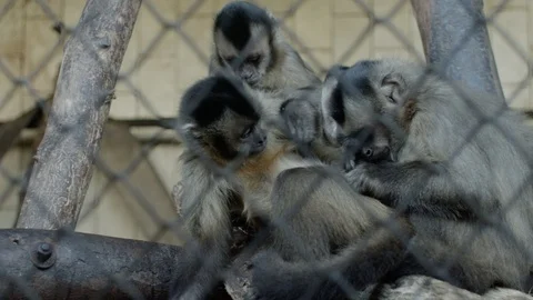 Monkeys in a Zoo Stock Footage 93243747