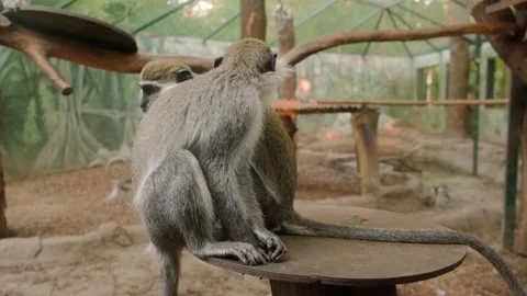 Monkeys in the zoo Stock Footage 160343267