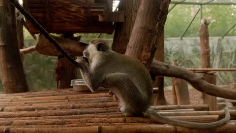 Monkeys in the zoo Stock Footage 160344169
